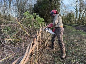 Andrew hedge laying