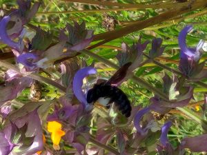 Bee