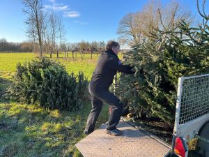 Xmas tree collections