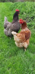 Chicks acting speed device
