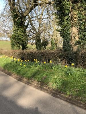 Irnham Daffodils